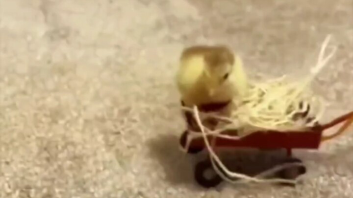 My boyfriend gave me a little chick; after raising it, I never expected it would turn into a beautif