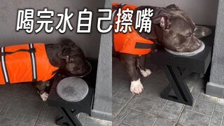 ลูกสุนัขจอมแสบที่เช็ดปากเองทุกครั้งหลังดื่มน้ำ สง่างามและเรียบร้อยมาก