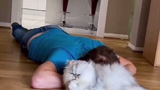 猫咪看到主人晕倒会怎么办...这是上天派来治愈生命的小天使吧！