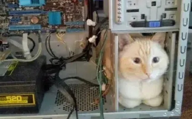 这只猫...害我笑了三天三夜！