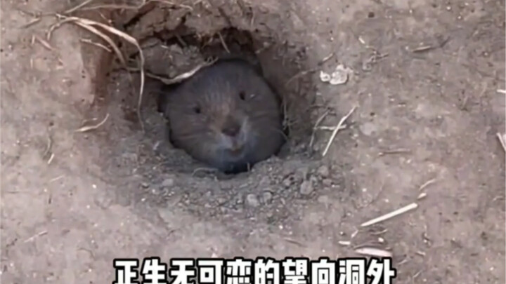 听了一天音乐会的地鼠生无可恋！