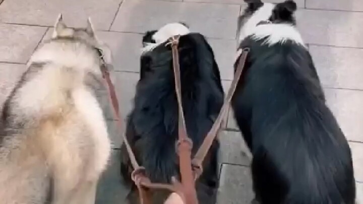 ความแตกต่างระหว่าง Border Collie และ Erha