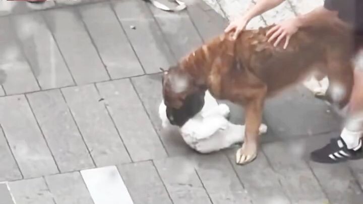 🐶💥 一只狗狗在大街上攻击另一只小狗，而它们的主人就在旁边目睹了这一幕！😱