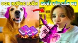 Thú Cưng Vlog | Chó Gâu Đần Golden Troll Mẹ #15 | Chó golden vui nhộn | Smart dog golden funny