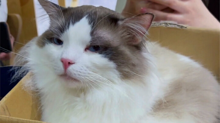 Are Ragdoll cats easy to care for?