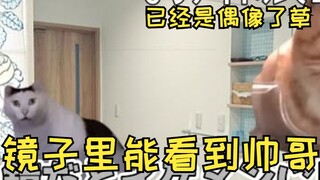 【熟肉】已经是诈骗了...能从镜子里看到自己是帅哥的现象 | 猫meme