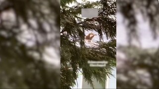 Những con người ngốc nghếch nhất hành tinh #38