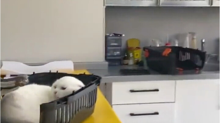 Ibu tidak pernah mengajariku cara menggigit