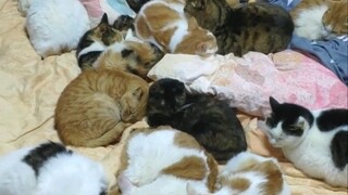 The first thing I do every day after work is cleaning and counting the cats. Every time I count them