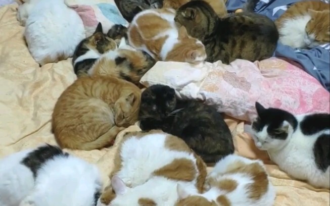 ทุกวันหลังเลิกงานสิ่งแรกที่ทำเมื่อกลับถึงบ้านคือทำความสะอาดและนับจำนวนแมว ทุกครั้งที่นับแมวมักจะหาแม