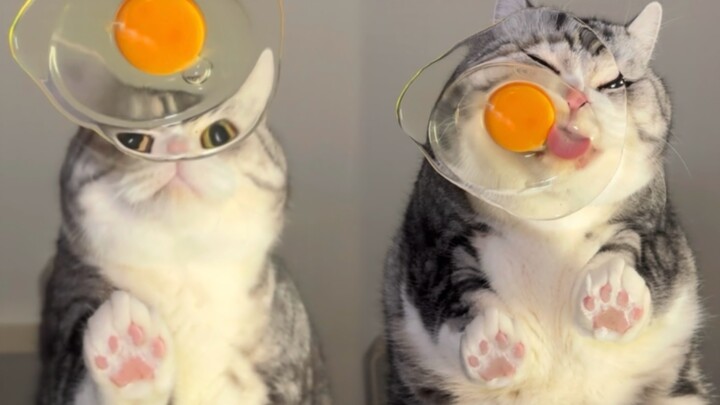 Telur Ajaib Telur Ajaib Siapa Babi Imut Terindah di Dunia