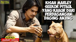 Kisah Anjing Cerdas Dan Baik Hati Yang Diselamatkan Dari Pedagangan Ilegal | Alur Cerita Film