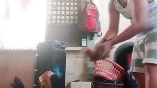 my red gold gilmore nanay nila 3months old tatapang na. mana sa tatay nila 2x winner