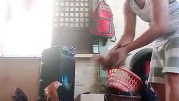 my red gold gilmore nanay nila 3months old tatapang na. mana sa tatay nila 2x winner