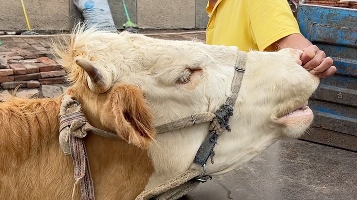Ông lão nói con bê bị đột biến và có ba chân, nên việc sinh nở rất khó khăn. Bố tôi vội vã chạy đến 