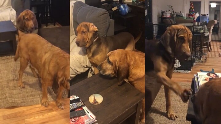 Mengapa anjing juga suka menjual pedang?