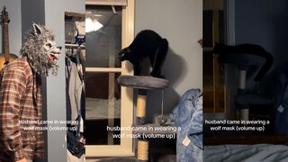 看把猫吓得 都快说人话了