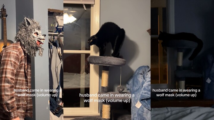 انظر كيف أخافت القطة لدرجة أنها كادت أن تتكلم بلغة البشر!