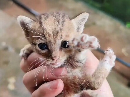Hakimi? How to raise a little kitten