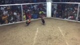 3 cock derby in Pandan catanduanes champion