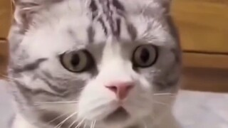 Chicken: My life has been like walking on thin ice