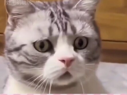 ไก่: ชีวิตของฉันเหมือนเดินบนแผ่นน้ำแข็งบางๆ