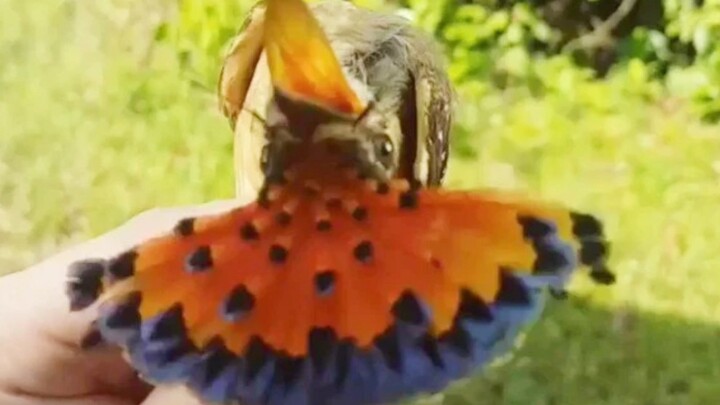 I'm gonna die of laughter from this bird sooner or later.