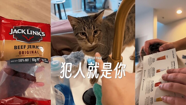 Menggunakan perbandingan bekas gigi untuk menangkap kucing yang mencuri makanan, buktinya tak terban