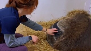 إيقاظ آكل النمل العملاق الذي يحب النوم لوقت متأخر