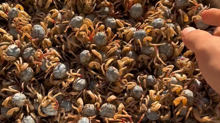 Hari ini lanjut masuk ke desa untuk menjual kepiting pasir.