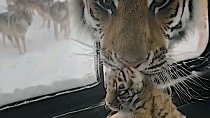 Humans, help me watch the baby while I’m gone—I’ll be right back.