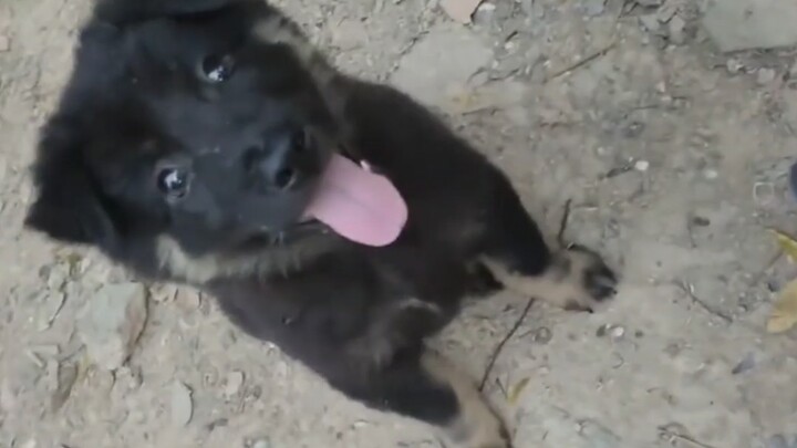 كلب مُتَمَسِّح