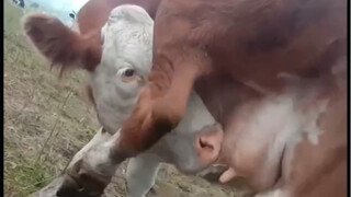 "Drinking its own milk"