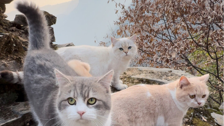 Senang banget main sama si kucing kecil～