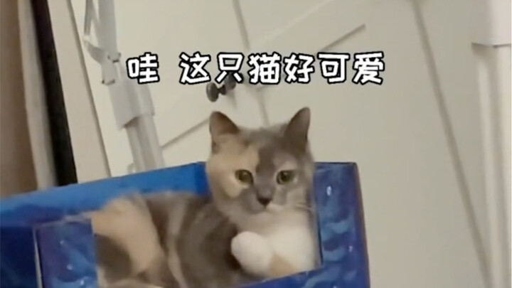 Kelakuan Membingungkan Si Kucing