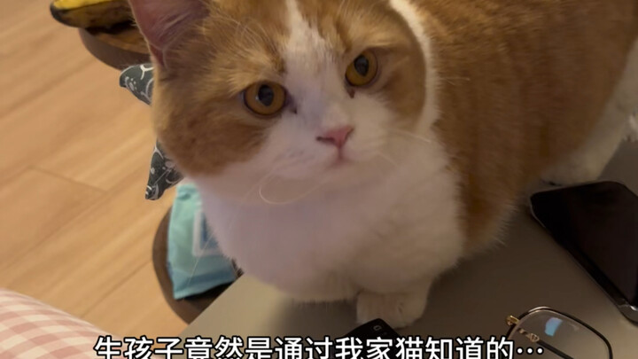 小猫不会说话，但小猫的爱写在脸上