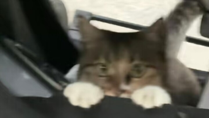Kucing bergerak sembunyi-sembunyi, saat turun tangga mengajak anak jalan-jalan bertemu kucing yang l