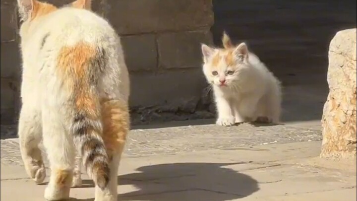 The kitten's tail always sticks up high in front of its mother