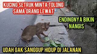 Masya Allah Kucing Liar Sakit Setruk Nunggu Orang Yang Mau Menolongnya Di Pinggir Jalan..!