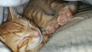 How cute is this little orange when it burrows into its own blanket