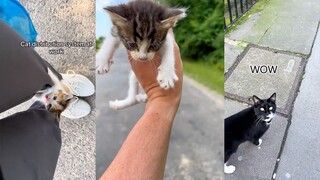 Dipilih dan ditugaskan oleh si kucing, hatiku benar-benar meleleh!