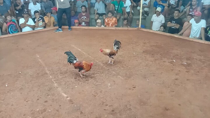 win bulik
