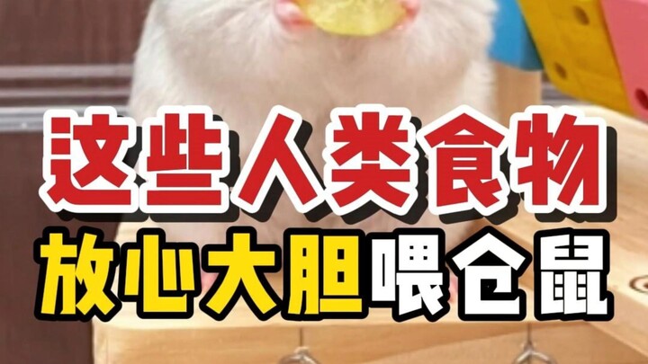 أطعمة بشرية يمكن للهامستر أكلها – طمئن واطعمه بثقة!