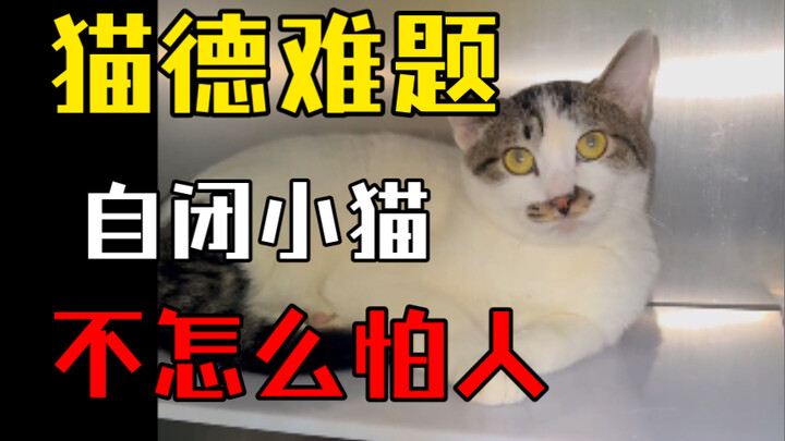 If only it weren’t so afraid of people and could talk! Cat Academy’s Tough Problem