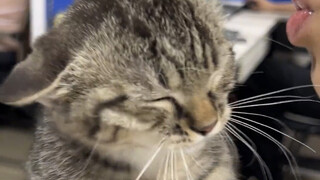 A new way to pet cats!