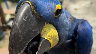 อุปกรณ์แกะเม็ดมะม่วงหิมพานต์ที่มีมูลค่าเท่ากับ Xiaomi SU7 หนึ่งคัน