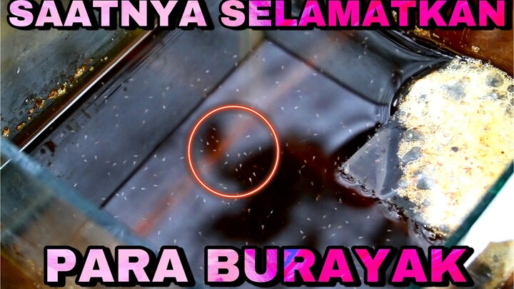 KENAPA HARUS PINDAKAN BURAYAK KE BAK ????