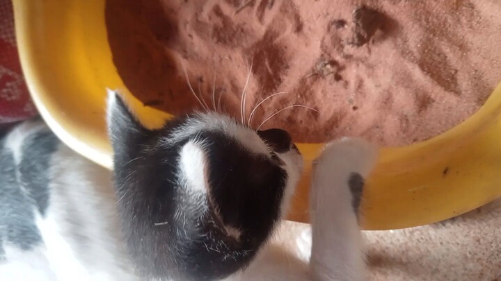 ไอเหมียว