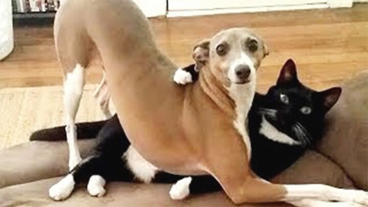 SURPRISE FACE😲 Funny Dogs and Cats Peek A Boo Reaction Video | Sticky Paws