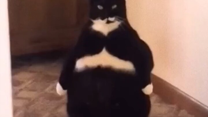 Satu gunung tak bisa menampung dua kucing - Kumpulan kecil